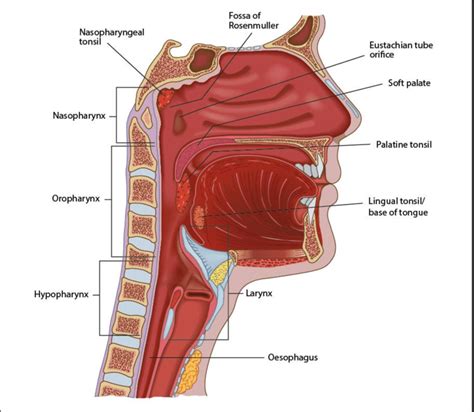 the human body diagram of throat 